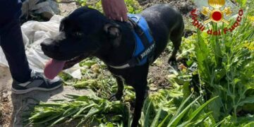 Crotone: Pastore belga intrappolato e ferito in una trappola, salvato dai Vigili del fuoco