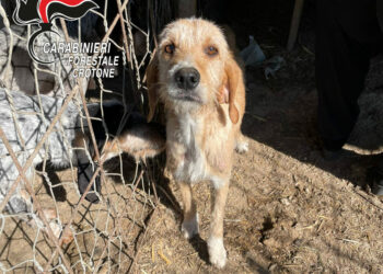 Crotone: Sequestrati cani e suini allevati in cattive condizioni