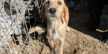 Crotone: Sequestrati cani e suini allevati in cattive condizioni
