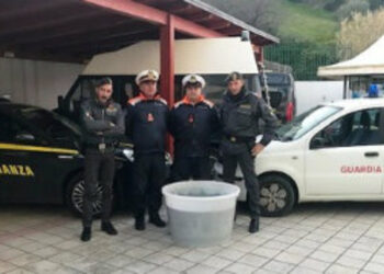 Fermato furgone con 750kg di “bianchetto”, sequestrato dalla Guardia costiera e Finanza