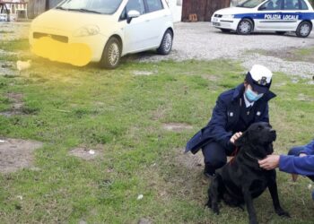 Strongoli: Controlli zoofili in tutto il territorio comunale