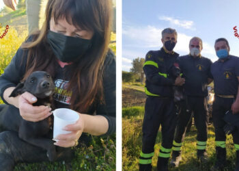 Torretta di Crucoli: Cucciolo rimane bloccato intercapedine canale scolo, salvato dai Vigili del fuoco di Cirò Marina