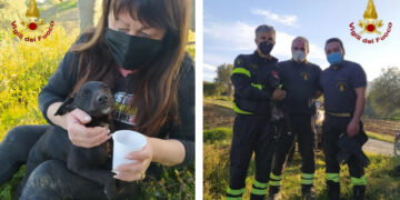 Torretta di Crucoli: Cucciolo rimane bloccato intercapedine canale scolo, salvato dai Vigili del fuoco di Cirò Marina