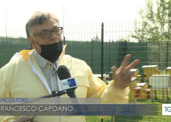 Un milione di api arrivano a Milano: ad accoglierle è l’apicoltore Francesco Capoano, ecco l’intervista sulla Rai
