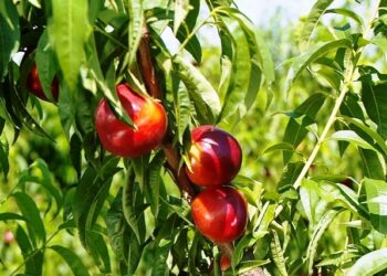 Coldiretti Calabria: l’ondata di freddo  gelido che ha quasi dimezzato le produzioni di pesche e kiwi