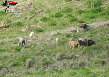 Cirò Marina: Denunciato un allevatore per pascolo abusivo in un fondo privato