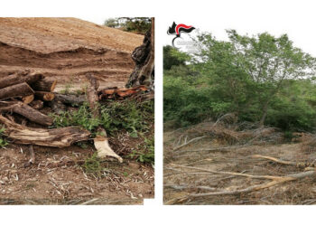 Crotone: estirpa macchia mediterranea senza autorizzazioni, denunciato