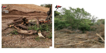 Crotone: estirpa macchia mediterranea senza autorizzazioni, denunciato