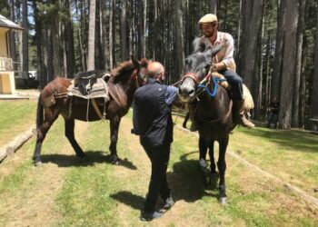 Da Pantelleria a Torino, a passo di mulo. Il Parco Nazionale della Sila accoglie i viaggiatori di Woodvivors