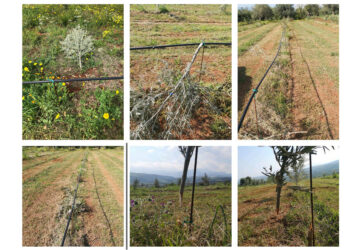 Distrutte 200 piante di ulivo, l’azienda le ripianta con l’aiuto di coldiretti calabria