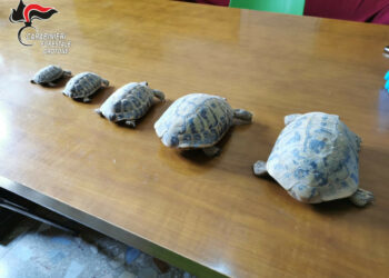 Mesoraca: rinvenute cinque testuggini detenute illegalmente, deferito alla Procura