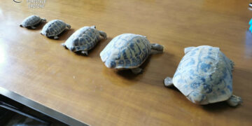 Mesoraca: rinvenute cinque testuggini detenute illegalmente, deferito alla Procura