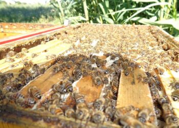 Coldiretti Reggio Calabria: SOS, apicoltura in difficoltà in tutta la provincia