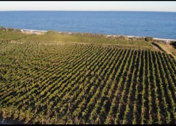 Stop al parco eolico a Cirò Marina: una vittoria per tutto il territorio cirotano