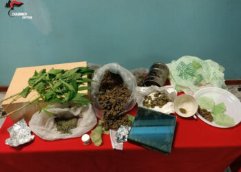 300 grammi di marijuana in cucina e 3 piante di canapa indiana in un rustico, un arresto a Petilia Policastro