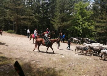 Anche quest’anno si ripeterà da Umbriatico la tradizione millenaria della Transumanza