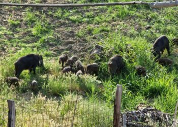Torretta, mandrie di cinghiali spuntano da ogni parte