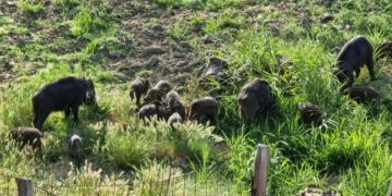 Torretta, mandrie di cinghiali spuntano da ogni parte