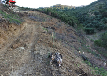 Cirò, estirpa macchia mediterranea senza autorizzazioni: denunciato