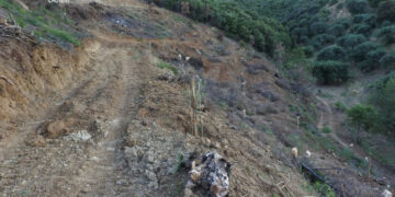 Cirò, estirpa macchia mediterranea senza autorizzazioni: denunciato