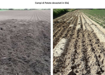 Coldiretti Calabria: l’altopiano della Sila invaso dai cinghiali, occorre moltiplicare gli sforzi