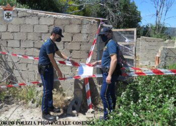 Gatti detenuti in condizioni incompatibili, Polizia Provinciale sequestra fabbricato e denuncia il detentore