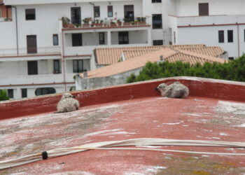 Prima nidificazione di Gabbiano reale sul tetto dell’Istituto “Gangale” di Cirò Marina