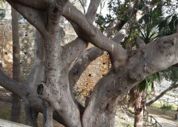 Un albero “monumentale” nella Villa Comunale di Crotone