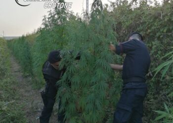 Crotone, sorpreso dai Carabinieri a coltivare una piantagione di marijuana