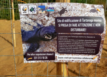 Il WWF Crotone e TartAmar traslocano nido tartaruga  caretta caretta lontano dalla riva