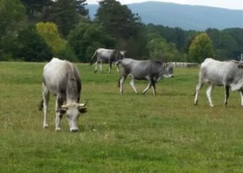 Macrì e Barretta Copagri, accettano e rilanciano sull’Ara Calabria