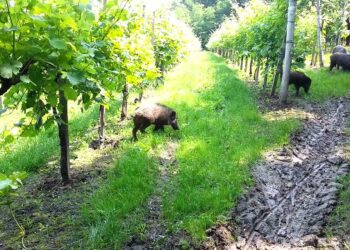 Coldiretti Calabria: Cinghiali allarme alto, giovedì 8 luglio a Catanzaro