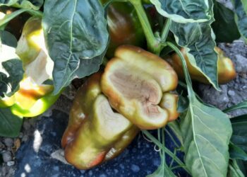 Coldiretti Calabria: “il caldo torrido sta lessando frutta e ortaggi”