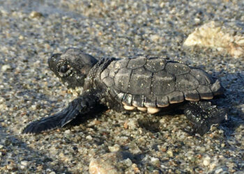 Boom di nascite lungo la costa ionica: nelle ultime due notti, nate più di 100 tartarughe Caretta caretta