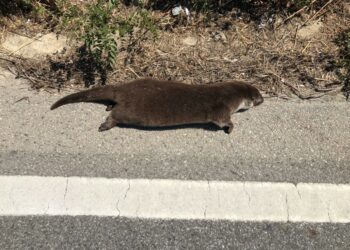 Triste segnalazione ricevuta dal Circolo Ibis di Crotone, lontra investita su SS 107