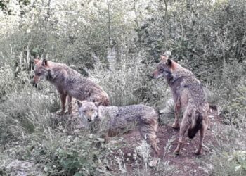 Lupi sbranano capre nei boschi tra Cirò e Crucoli