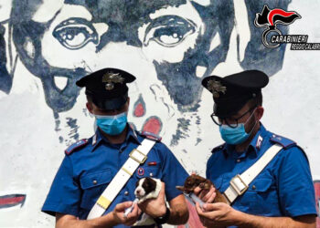 Carabinieri salvano 7 cuccioli abbandonati, denunciato 23enne
