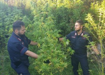 Isola Capo Rizzuto, scoperta piantagione di “marijuana”. Arrestati 2 improvvisati agricoltori