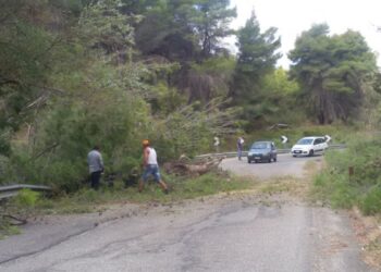 Caduto grosso albero di Pino sulla strada Cirò-Cirò Marina, il sindaco ripristina viabilità