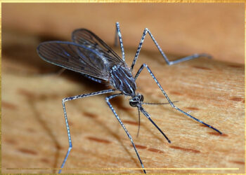 Attenzione alla zanzara giapponese, porta con sé diversi virus e malattie come l’encefalite