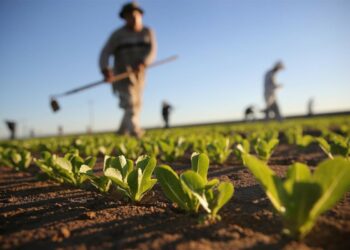 Gal Pollino, “Cambiamenti climatici: le micro filiere del Pal, la resilienza del comparto agricolo di nicchia”