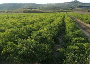 Confagricoltura Crotone, Zurlo: “Si al “green pass” ma con buonsenso”