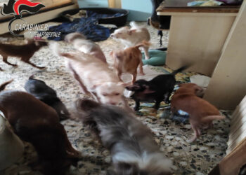 Crotone, deteneva 29 cani in casa in gravi condizioni igienico sanitarie: denunciato