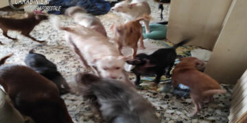 Crotone, deteneva 29 cani in casa in gravi condizioni igienico sanitarie: denunciato