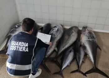 Crucoli, sequestrati oltre 300 kg di tonno rosso a bordo di un furgone sulla S.S.106