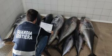 Crucoli, sequestrati oltre 300 kg di tonno rosso a bordo di un furgone sulla S.S.106