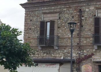 L’Ailanto, l’albero cinese sta colonizzando il territorio di Cirò e Cirò Marina