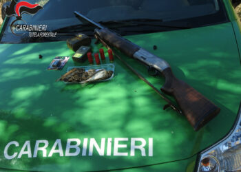 Cirò, esercitava attività venatoria abusiva su specie protette e con mezzi vietati: denunciato cacciatore