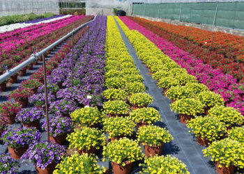 Florovivaismo, bando con nuove risorse per oltre 800mila euro. Gallo: “Favorire la ripartenza”