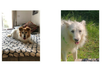 Controlli in materia zoofila e lotta al randagismo da parte della Polizia Locale di Strongoli